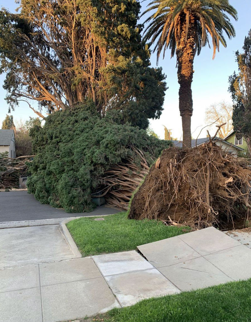tree removal in anaheim california with tree laying across the road after a storm