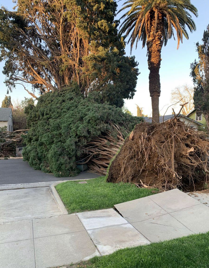fallen tree in anaheim california MIN tree removal in anaheim california with tree laying across the road after a storm
