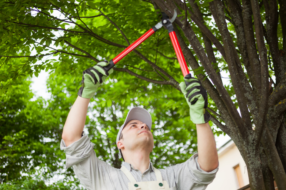 Pruning a tree in orange county