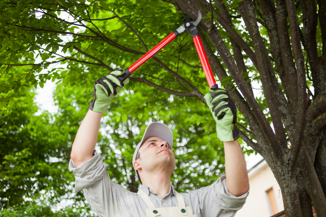 AnaheimTreePruning Pruning a tree in orange county