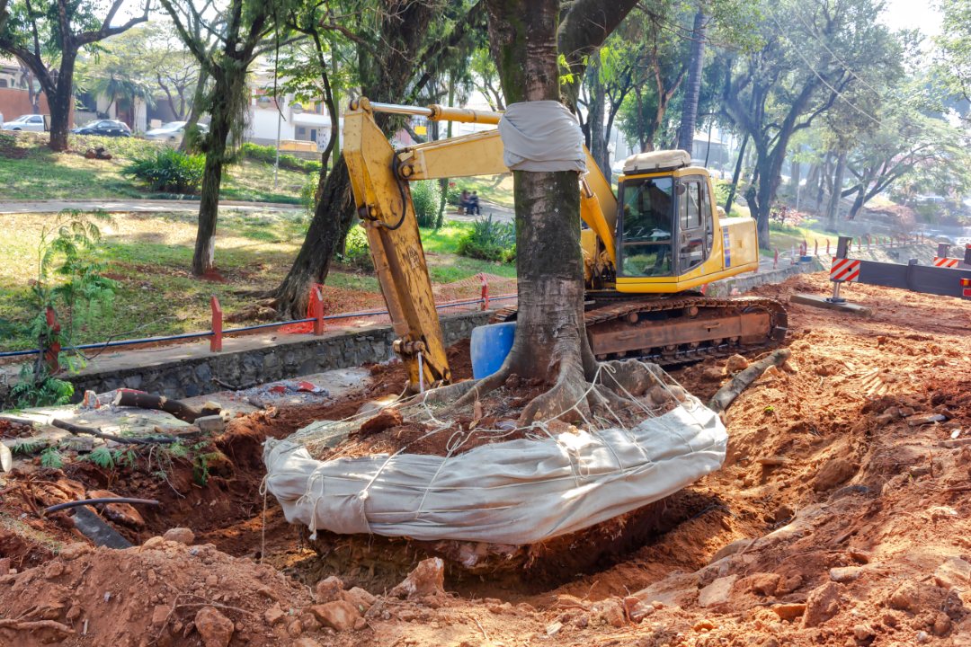 Emergency tree removal